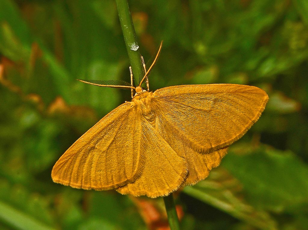 Crocota tinctaria